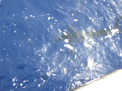 Live release of 100-pound blue marlin, Kona, Hawai'i